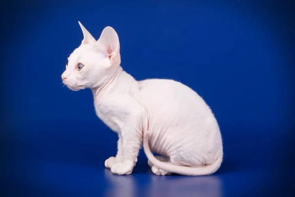 Studiové Fotografie Kočky Don Sphynx Kočka Barevné Pozadí — Stock fotografie