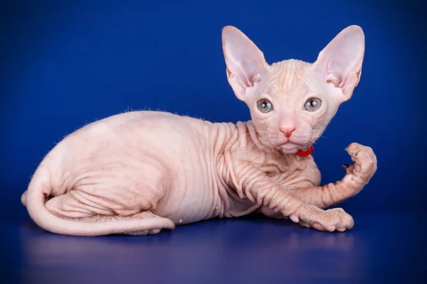 Studioaufnahmen Der Katze Der Sphynx Katze Auf Farbigen Hintergründen — Stockfoto