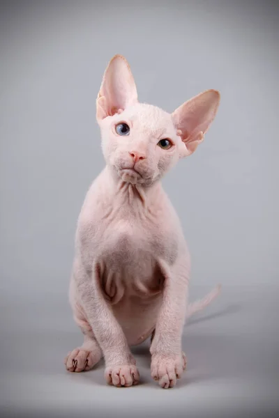 Studio photography of the cat of the don sphynx cat on colored backgrounds