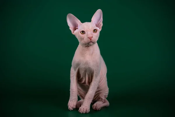 Studio Fotografii Kota Don Sphynx Cat Kolorowe Tło — Zdjęcie stockowe