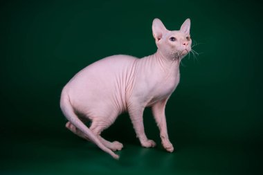 Renkli arka plan üzerinde don sphynx kedi kedi fotoğraf stüdyosu