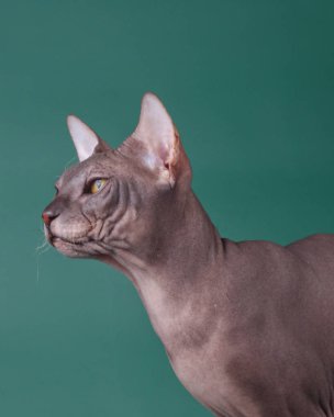 Renkli arka plan üzerinde don sphynx kedi kedi fotoğraf stüdyosu