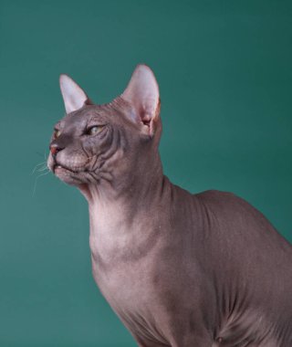 Renkli arka plan üzerinde don sphynx kedi kedi fotoğraf stüdyosu