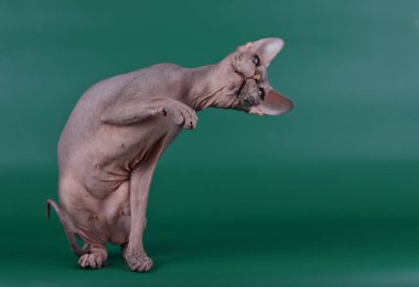 Renkli arka plan üzerinde don sphynx kedi kedi fotoğraf stüdyosu