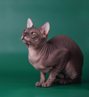 Renkli arka plan üzerinde don sphynx kedi kedi fotoğraf stüdyosu
