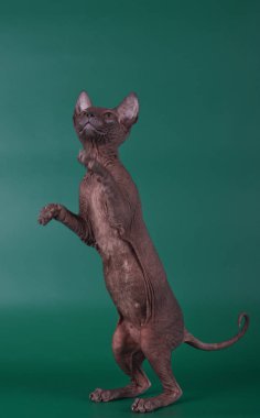 Renkli arka plan üzerinde don sphynx kedi kedi fotoğraf stüdyosu