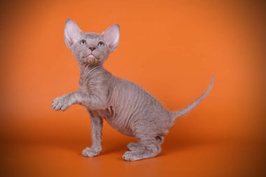 Renkli arka plan üzerinde don sphynx kedi kedi fotoğraf stüdyosu