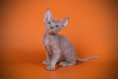 Renkli arka plan üzerinde don sphynx kedi kedi fotoğraf stüdyosu