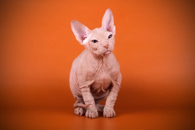 Renkli arka plan üzerinde don sphynx kedi kedi fotoğraf stüdyosu