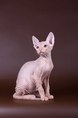 Renkli arka plan üzerinde don sphynx kedi kedi fotoğraf stüdyosu