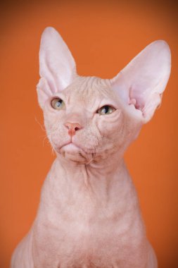 Renkli arka plan üzerinde don sphynx kedi kedi fotoğraf stüdyosu
