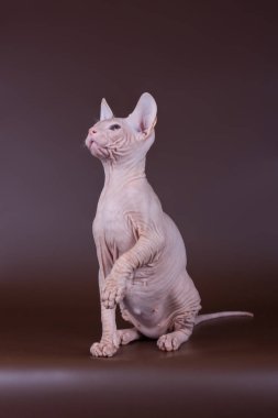 Renkli arka plan üzerinde don sphynx kedi kedi fotoğraf stüdyosu