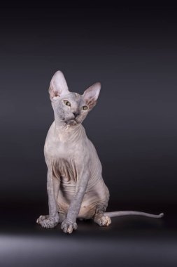 Renkli arka plan üzerinde don sphynx kedi kedi fotoğraf stüdyosu
