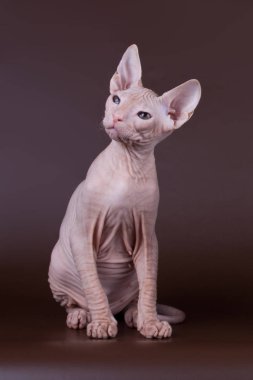 Renkli arka plan üzerinde don sphynx kedi kedi fotoğraf stüdyosu