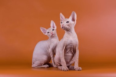 Renkli arka plan üzerinde don sphynx kedi kedi fotoğraf stüdyosu