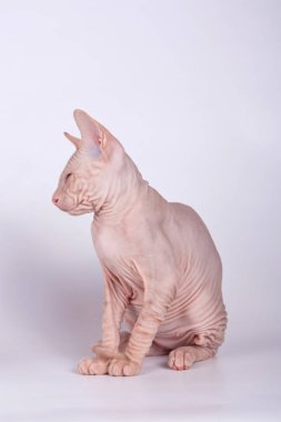 Renkli arka plan üzerinde don sphynx kedi kedi fotoğraf stüdyosu