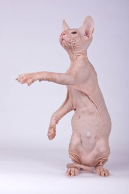 Renkli arka plan üzerinde don sphynx kedi kedi fotoğraf stüdyosu