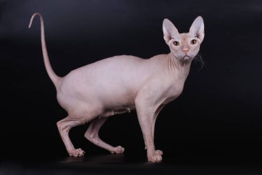 Renkli arka plan üzerinde don sphynx kedi kedi fotoğraf stüdyosu