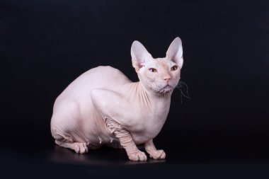 Renkli arka plan üzerinde don sphynx kedi kedi fotoğraf stüdyosu