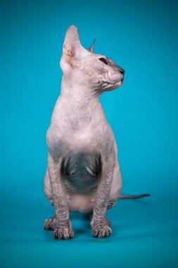 Renkli arka plan üzerinde don sphynx kedi kedi fotoğraf stüdyosu