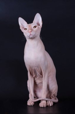 Renkli arka plan üzerinde don sphynx kedi kedi fotoğraf stüdyosu