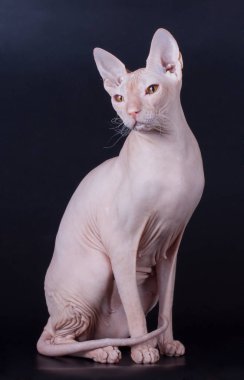 Renkli arka plan üzerinde don sphynx kedi kedi fotoğraf stüdyosu