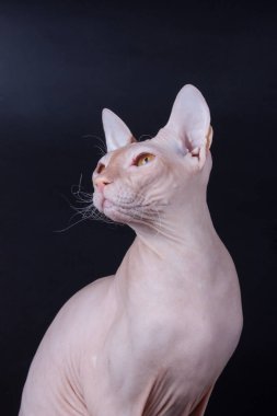 Renkli arka plan üzerinde don sphynx kedi kedi fotoğraf stüdyosu