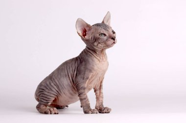 Renkli arka plan üzerinde don sphynx kedi kedi fotoğraf stüdyosu