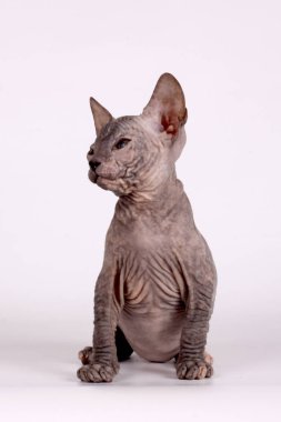 Renkli arka plan üzerinde don sphynx kedi kedi fotoğraf stüdyosu