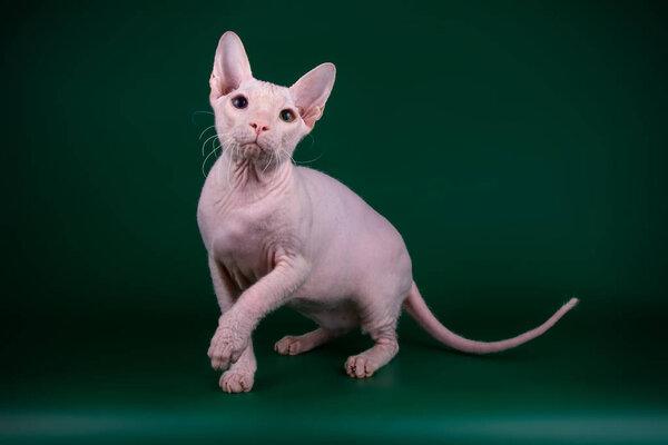 Studio photography of the cat of the don sphynx cat on colored backgrounds