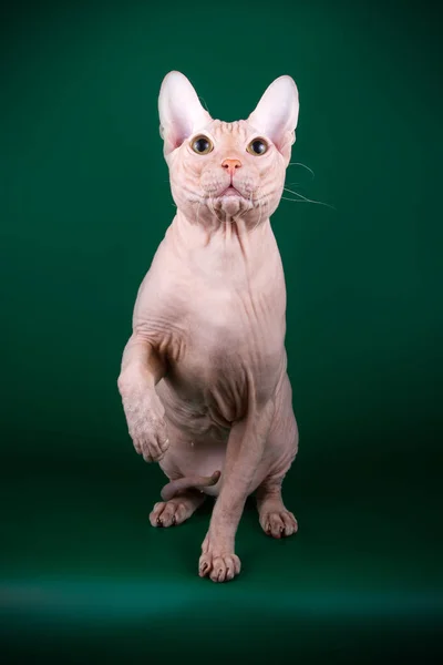 Studioaufnahmen Der Katze Der Sphynx Katze Auf Farbigen Hintergründen — Stockfoto