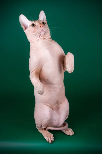 Studio photography of the cat of the don sphynx cat on colored backgrounds