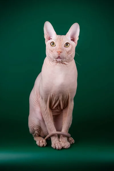 Studioaufnahmen Der Katze Der Sphynx Katze Auf Farbigen Hintergründen — Stockfoto