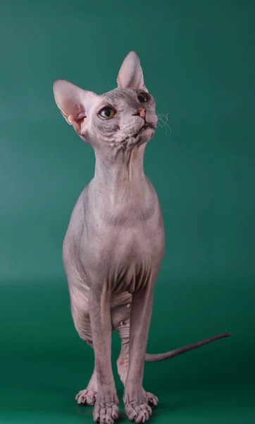 Photographie Studio Chat Chat Don Sphynx Sur Fond Coloré — Photo