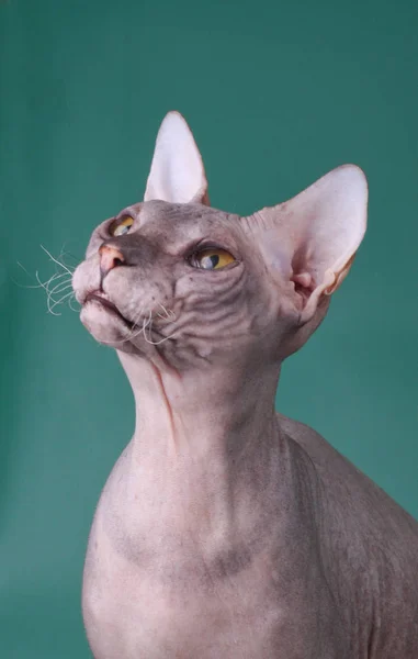 Studio Photography Cat Don Sphynx Cat Colored Backgrounds — Stock Photo, Image