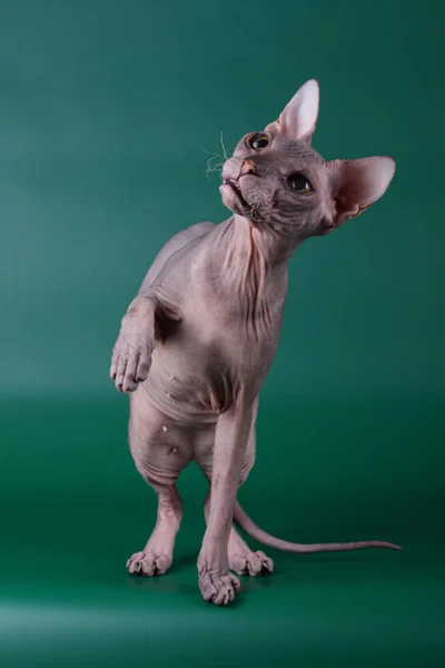 Studio Fotografii Kota Don Sphynx Cat Kolorowe Tło — Zdjęcie stockowe