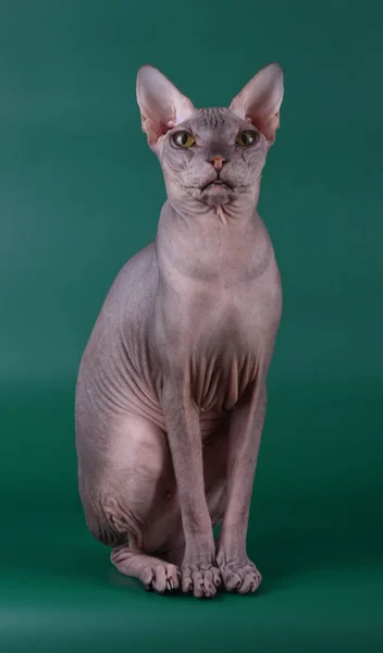 Renkli Arka Plan Üzerinde Don Sphynx Kedi Kedi Fotoğraf Stüdyosu — Stok fotoğraf