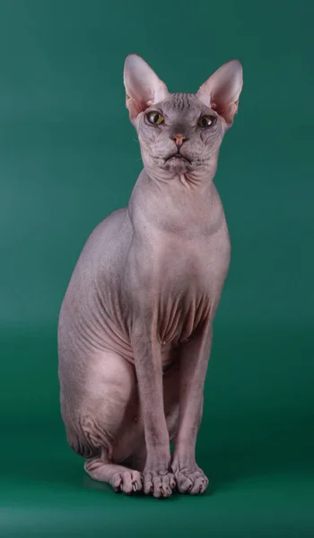 Renkli Arka Plan Üzerinde Don Sphynx Kedi Kedi Fotoğraf Stüdyosu — Stok fotoğraf