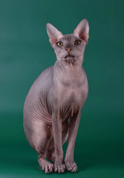 Studio Fotografii Kota Don Sphynx Cat Kolorowe Tło — Zdjęcie stockowe