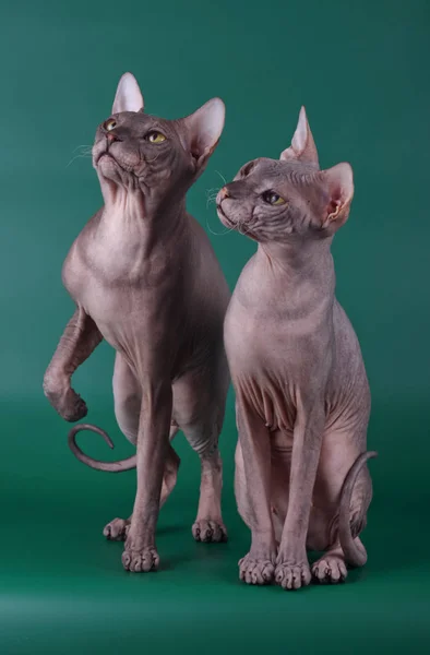 Studio Fotografii Kota Don Sphynx Cat Kolorowe Tło — Zdjęcie stockowe