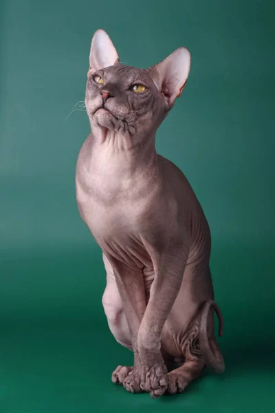 Studiofotografie Van Kat Van Don Sphynx Kat Een Gekleurde Achtergrond — Stockfoto