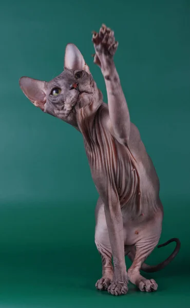 Studio Fotografii Kota Don Sphynx Cat Kolorowe Tło — Zdjęcie stockowe