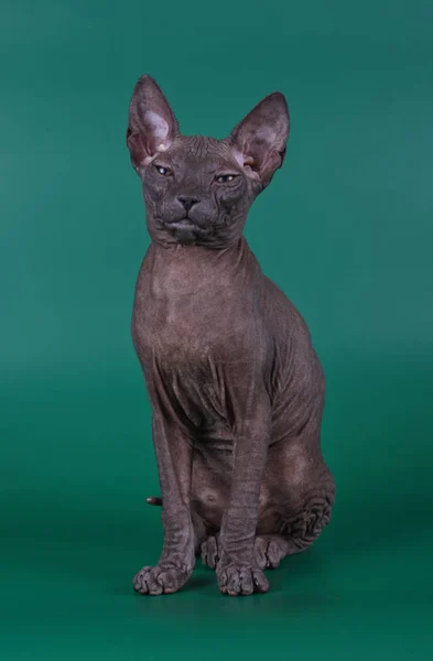 Renkli Arka Plan Üzerinde Don Sphynx Kedi Kedi Fotoğraf Stüdyosu — Stok fotoğraf