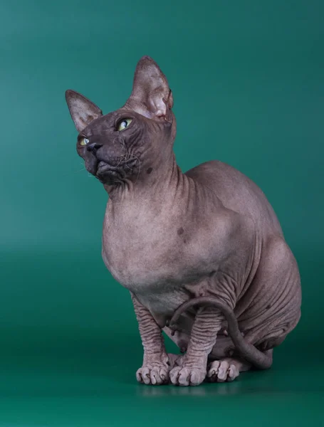 Studio Photography Cat Don Sphynx Cat Colored Backgrounds — Stock Photo, Image