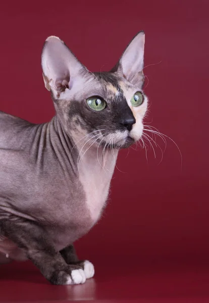 Στούντιο Φωτογραφίας Της Γάτας Του Don Sphynx Γάτα Έγχρωμα Φόντα — Φωτογραφία Αρχείου