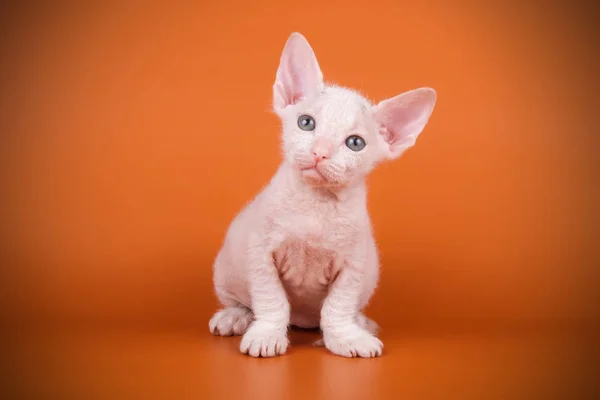 Studio photography of the cat of the don sphynx cat on colored backgrounds