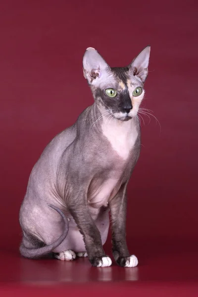 Studioaufnahmen Der Katze Der Sphynx Katze Auf Farbigen Hintergründen — Stockfoto