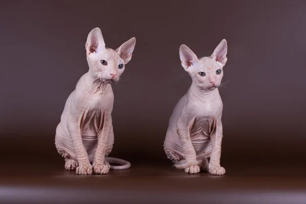 Studio Fotografii Kota Don Sphynx Cat Kolorowe Tło — Zdjęcie stockowe