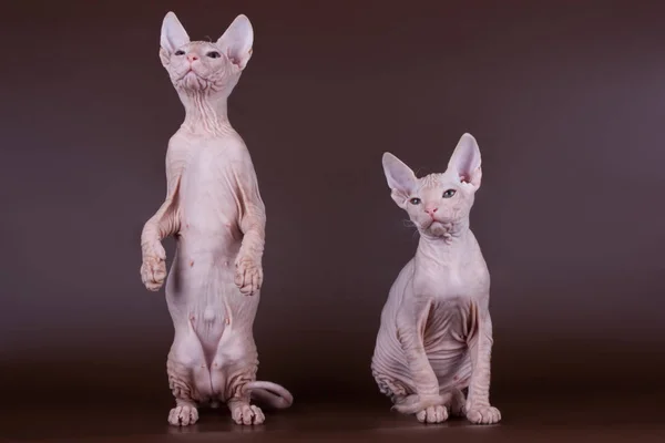 Studioaufnahmen Der Katze Der Sphynx Katze Auf Farbigen Hintergründen — Stockfoto