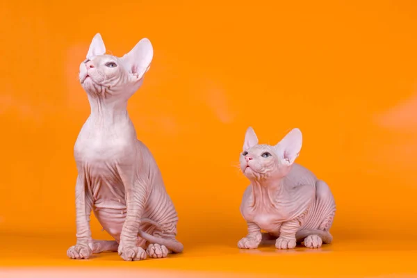 Studio Fotografii Kota Don Sphynx Cat Kolorowe Tło — Zdjęcie stockowe